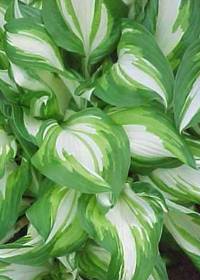 Hosta 'Undulata Variegata'